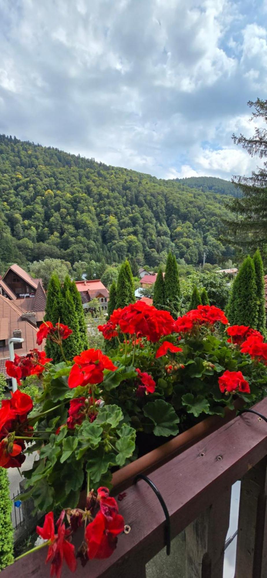 Sinaia Alex Apartments מראה חיצוני תמונה